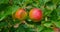 Ripe rosy apples on a branch among the vivid green foliage. Autumn harvest. Ruddy fresh juicy sour eco vegan food on