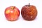 Ripe and rotten apples on a white background