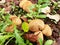 Ripe round mushrooms lycoperdon perlatum