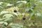 Ripe round-shaped black fruits of the blackberry shrub