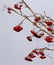 Ripe rowan berries against sky.