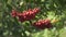 Ripe rowan berries on green branches mountain ash tree in forest