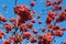 Ripe rowan berries on the tree against the sky