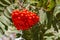 Ripe rowanberry fruit on rowan tree with leaves