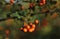 Ripe rowanberry on green autumn background.