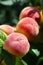 Ripe ruddy peaches in foliage