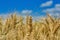 Ripe rye cereal grain plant in field under blue sky