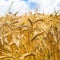 ripe rye ears close up on field in Brittany