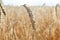 Ripe rye ears field. Harvesting