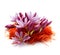 Ripe saffron flowers on a white background