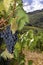 Ripe Sangiovese grapes, Chianti, Tuscany