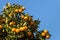 Ripe satsumas on tree against blue sky