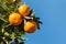 Ripe satsumas on tree against blue sky