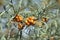 Ripe sea buckthorn fruit on green branches with bokeh