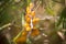 Ripe sea buckthorn fruits on a branch