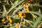 Ripe sea buckthorn fruits on a branch