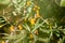 Ripe sea buckthorn fruits on a branch