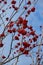 Ripe seasonal red useful wild forest berries grow on tree in winter. Tree branches studded with red berries of viburnum on