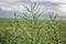 Ripe seeds of rape. Field of green ripeness oilseed isolated on a cloudy blue sky in summer time (Brassica napus)