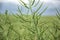 Ripe seeds of rape. Field of green ripeness oilseed isolated on a cloudy blue sky in summer time (Brassica napus)