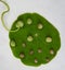 Ripe seeds and unripe seeds on a rounded green leaf on nasturtiu