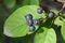 Ripe serviceberry on a bush macro, selective focus