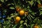 Ripe Seville oranges on a tree, Spain.