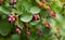 Ripe shadberry berries on branch in the garden, from above