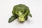 Ripe single broccoli. Fresh whole head of cabbage, green leaves.  on white background