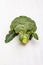 Ripe single broccoli. Fresh whole head of cabbage, green leaves.  on white background