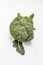 Ripe single broccoli. Fresh whole head of cabbage, green leaves.  on white background