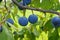 Ripe sloe berries hanging on a branch