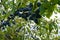 Ripe sloe berries hanging on a branch