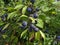 Ripe Sloe Berries In A Hedgerow