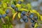 Ripe sloe fruit on branches of blackthorn