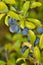 Ripe sloe fruit on branches of blackthorn