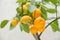 Ripe small orange fruits of indoor growing citrus plant Calamondin Citrofortunella microcarpa, Citrus madurensis. Close-up with