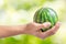 Ripe small watermelon in hand of woman on nature background