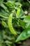 Ripe snap peas ready to be eaten..