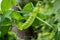 Ripe snap peas ready to be eaten..