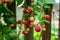 Ripe and soon ripe raspberries on a branch of a raspberry