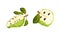 Ripe soursop or guanabana fruit set. Exotic ripe green tropical fruit with white pulp and black seeds vector