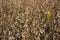 Ripe soybean pods hanging in the field, soon harvest, autumn