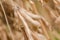 Ripe soybeans closeup, ready for harvest