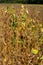 ripe soybeans, yellow leaves, withered stems, harvest time