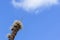 Ripe spike of Common Bulrush, releasing fluffy seeds against a blue sky