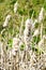 Ripe spike of Common Bulrush, releasing fluffy seeds against a green meadow