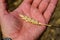 Ripe spike of wheat in farmer hand