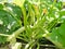 Ripe squash in green bush in garden