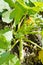 Ripe squash on ground in garden